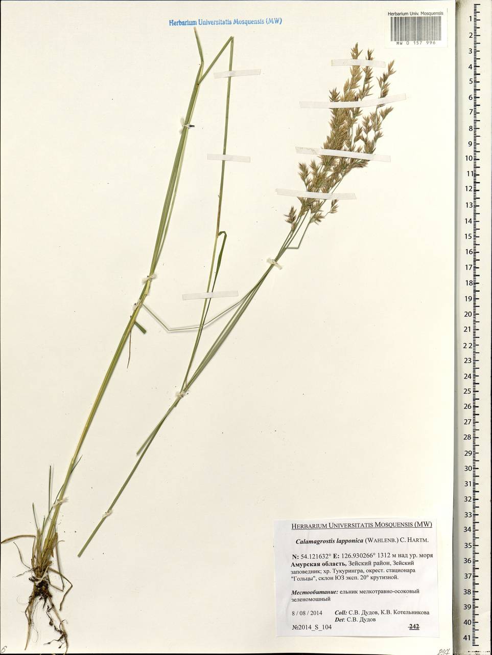Calamagrostis lapponica (Wahlenb.) Hartm., Siberia, Russian Far East (S6) (Russia)