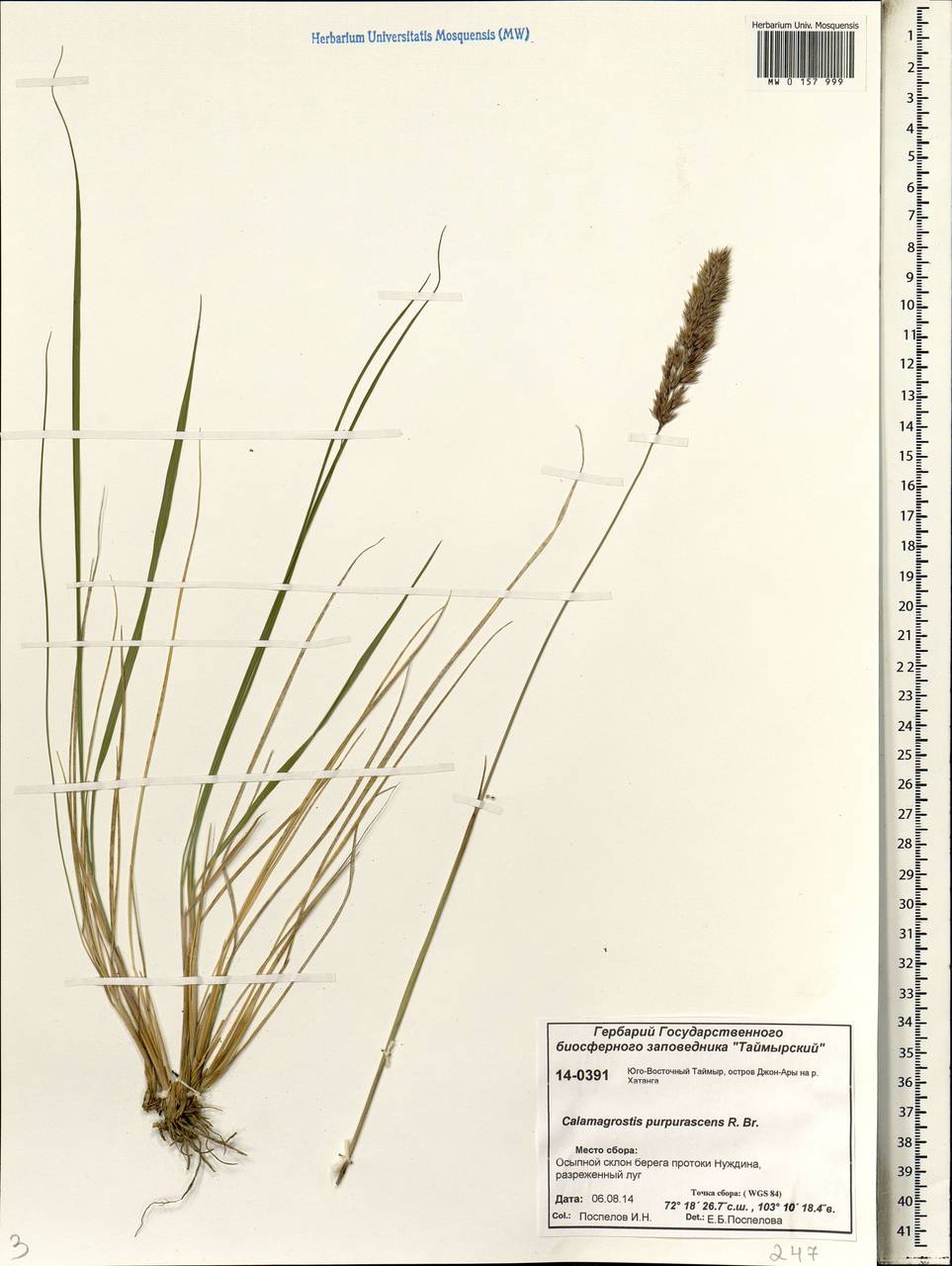 Calamagrostis purpurascens R.Br., Siberia, Central Siberia (S3) (Russia)