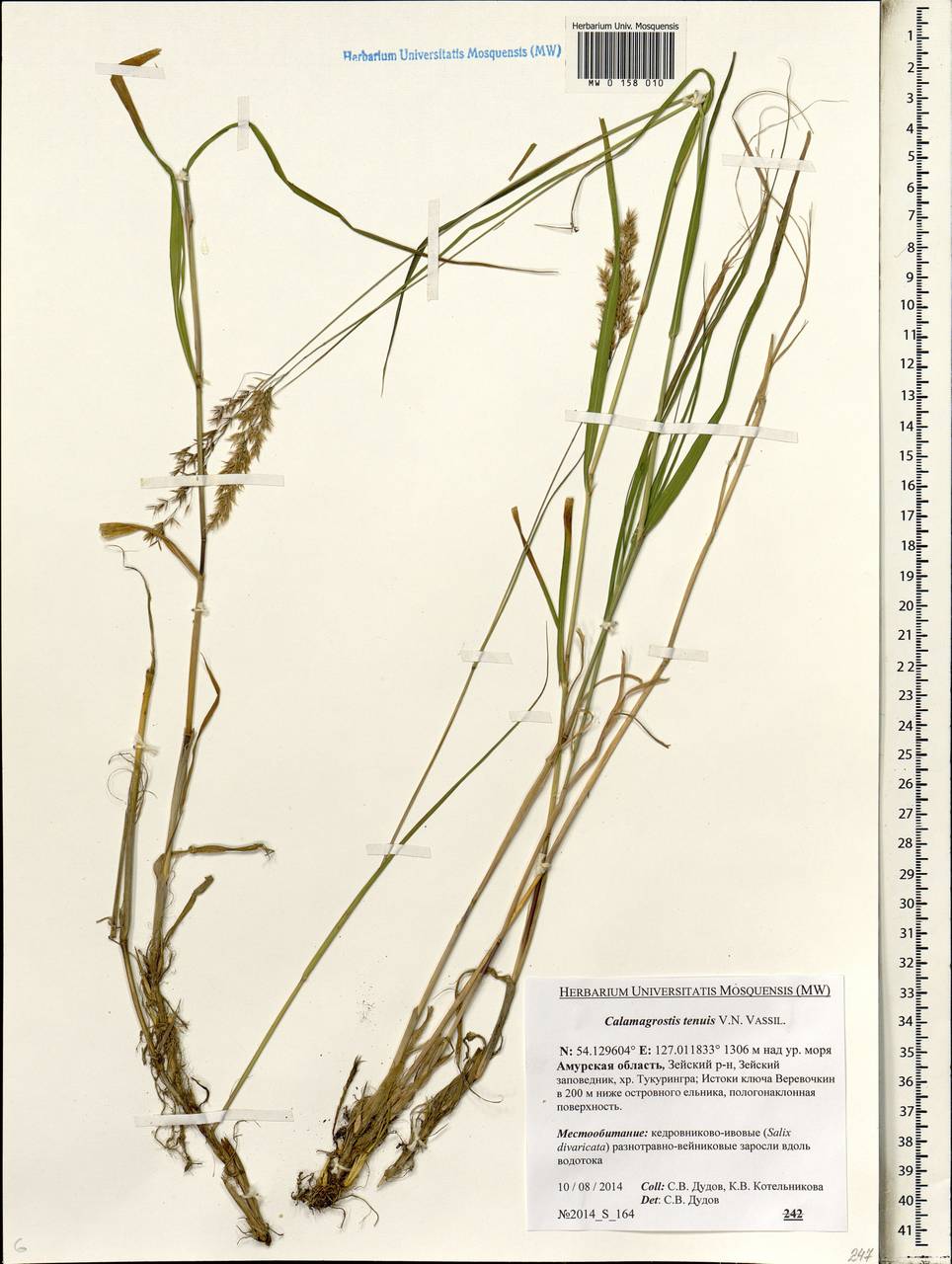 Calamagrostis angustifolia Kom., Siberia, Russian Far East (S6) (Russia)