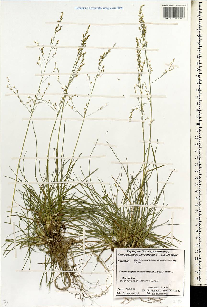 Deschampsia cespitosa subsp. cespitosa, Siberia, Central Siberia (S3) (Russia)