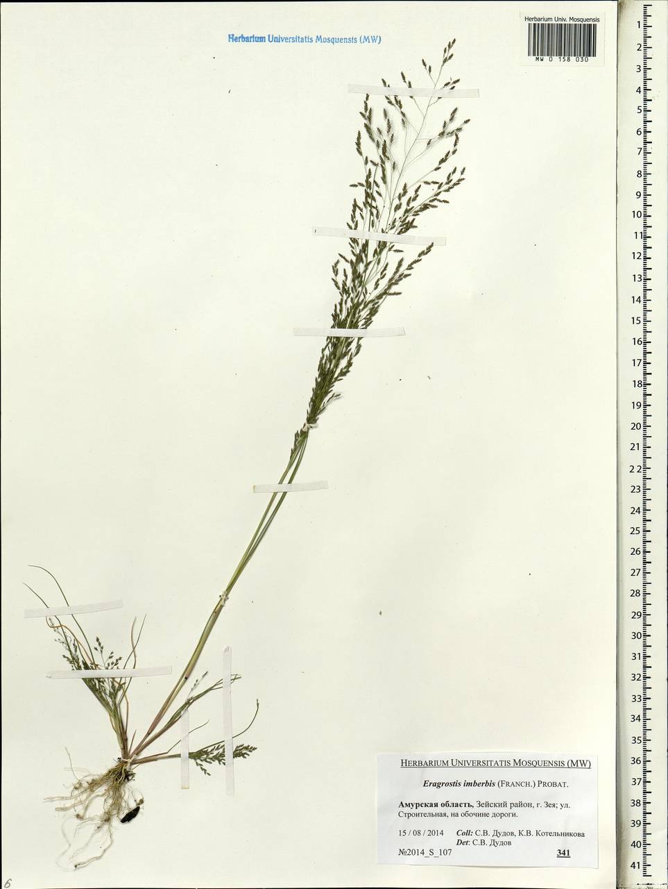 Eragrostis pilosa (L.) P.Beauv., Siberia, Russian Far East (S6) (Russia)