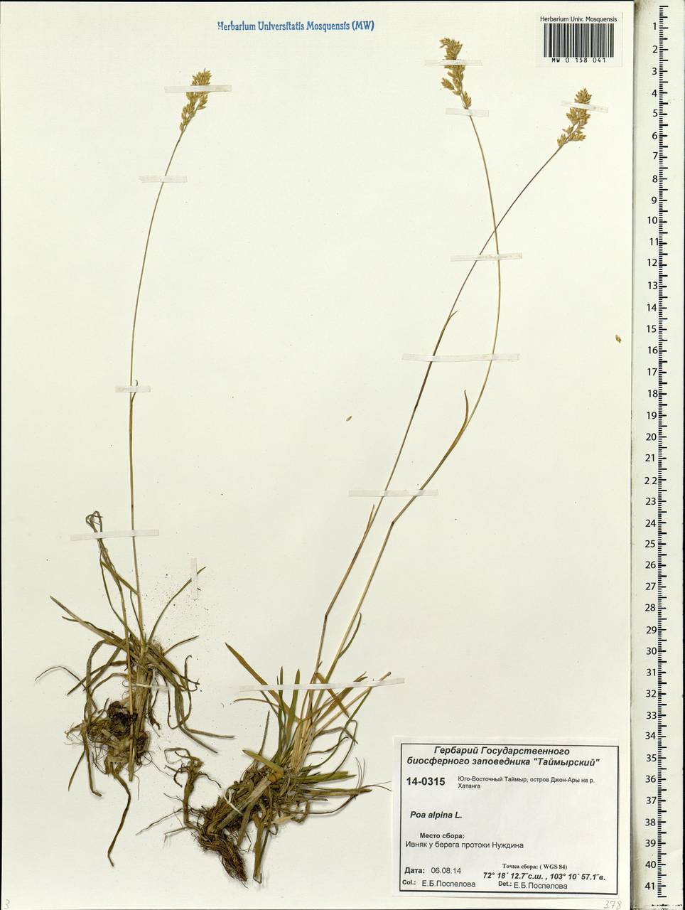 Poa alpina L., Siberia, Central Siberia (S3) (Russia)