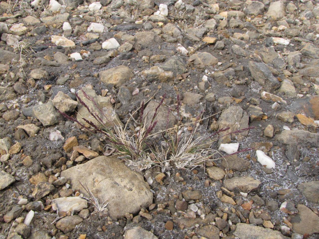 Puccinellia angustata (R.Br.) E.L.Rand & Redfield, Siberia, Chukotka & Kamchatka (S7) (Russia)