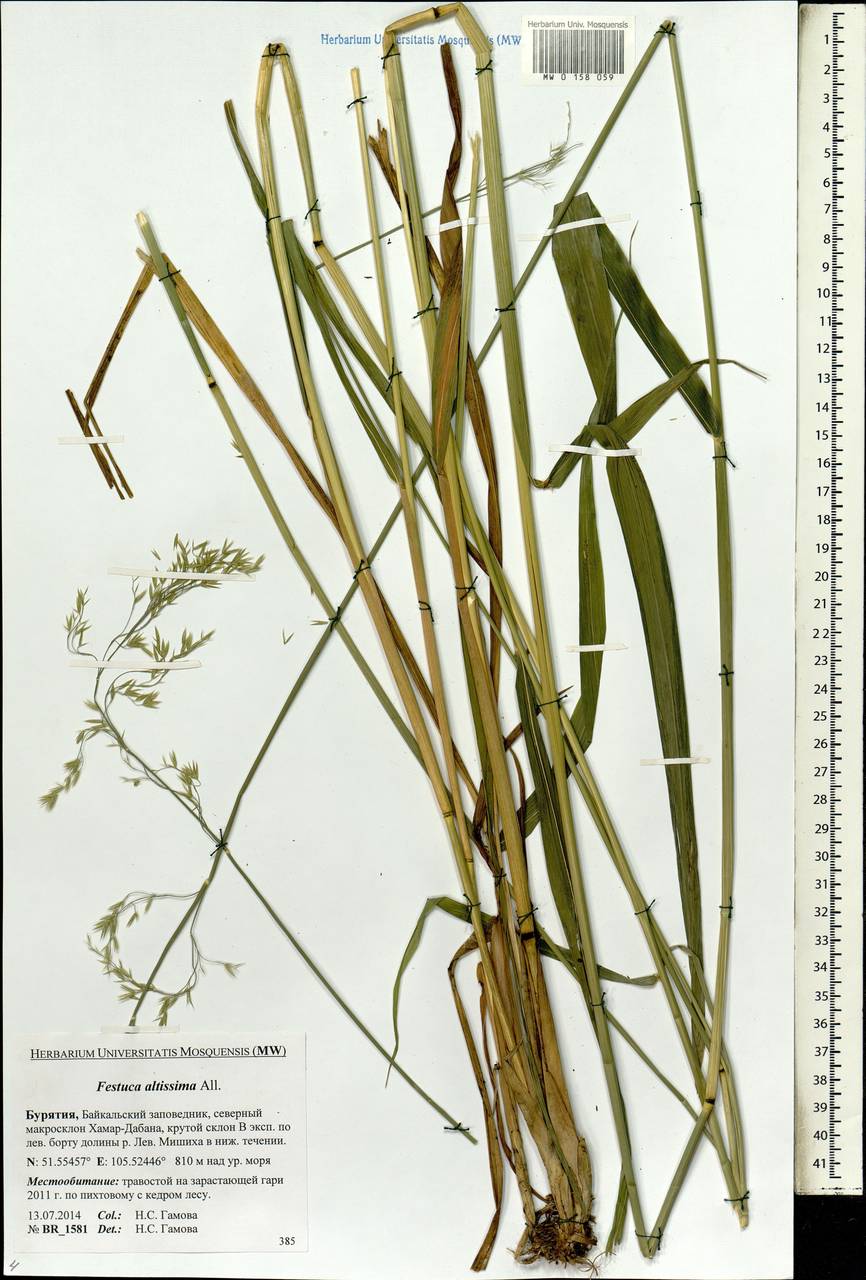 Festuca altissima All., Siberia, Baikal & Transbaikal region (S4) (Russia)