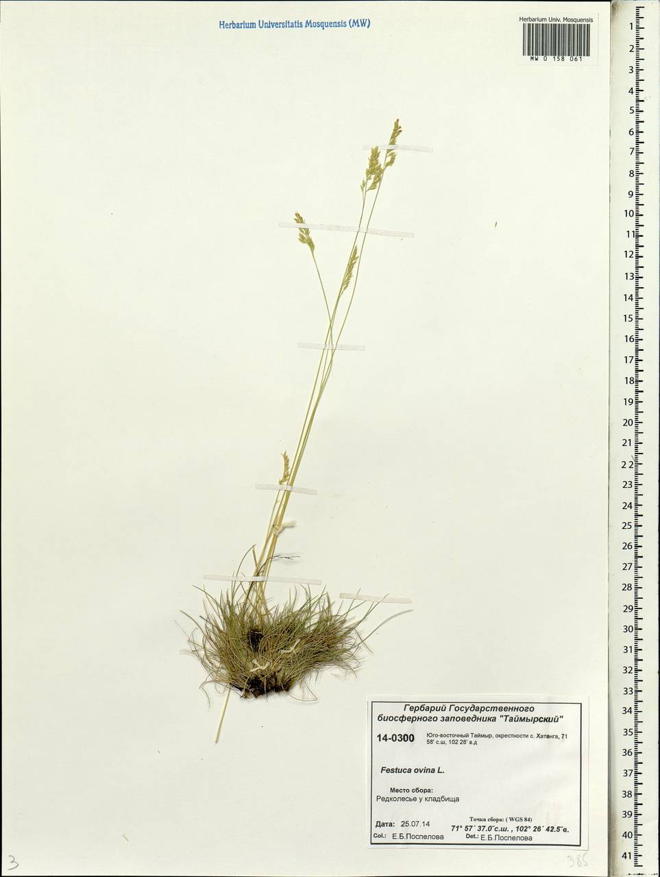 Festuca ovina L., Siberia, Central Siberia (S3) (Russia)