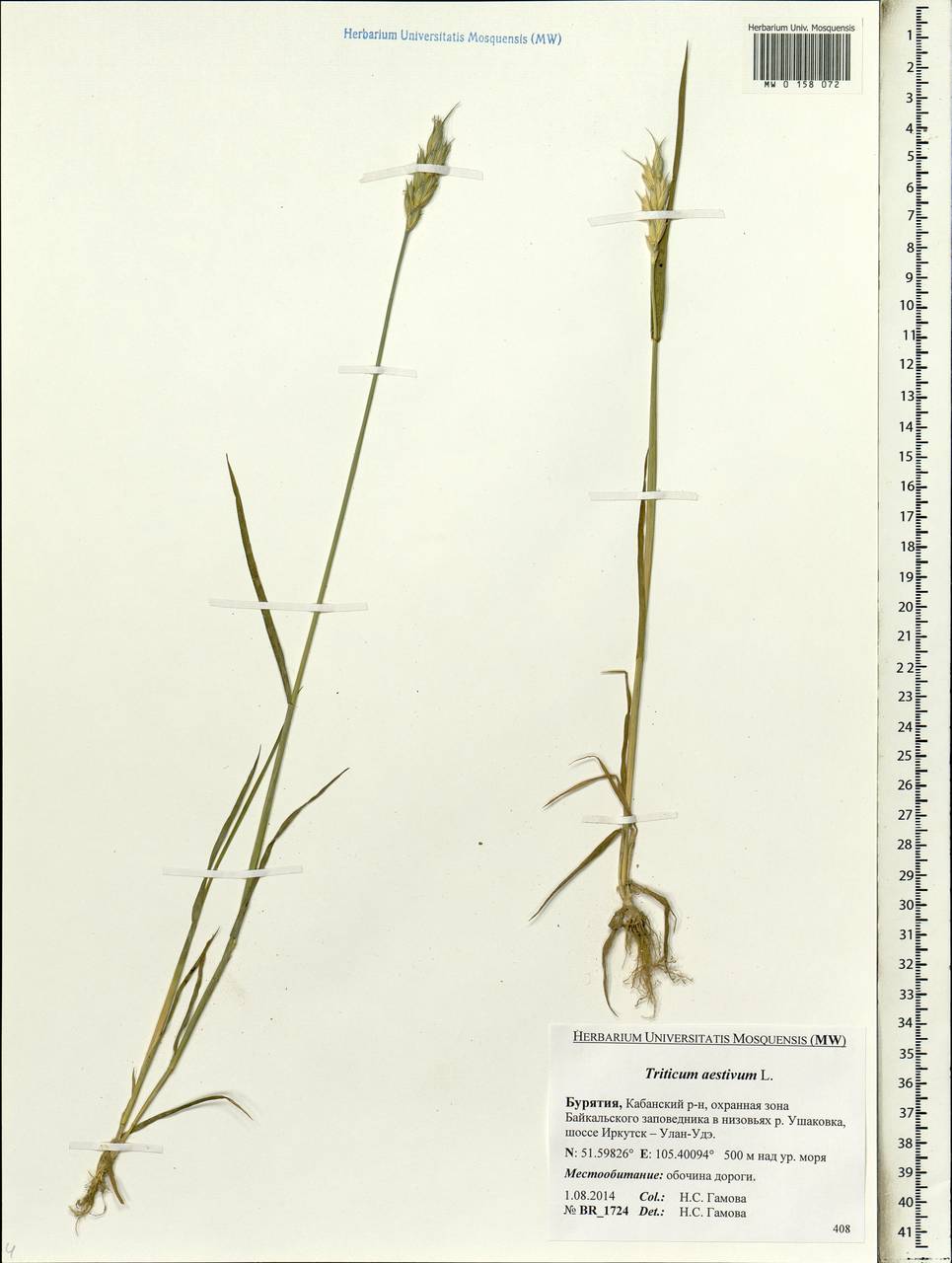 Triticum aestivum L., Siberia, Baikal & Transbaikal region (S4) (Russia)