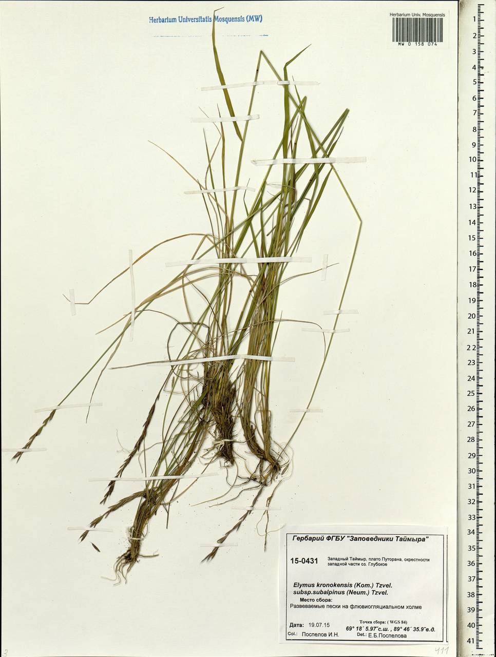 Elymus macrourus (Turcz.) Tzvelev, Siberia, Central Siberia (S3) (Russia)