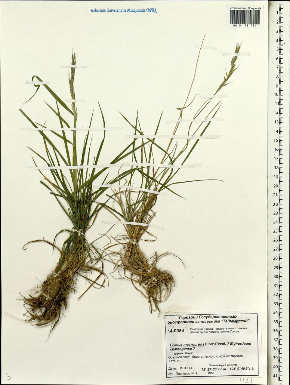 Elymus macrourus (Turcz. ex Steud.) Tzvelev, Siberia, Central Siberia (S3) (Russia)