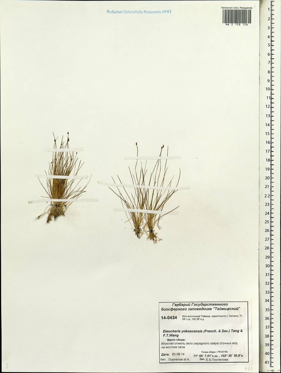 Eleocharis yokoscensis (Franch. & Sav.) Tang & F.T.Wang, Siberia, Central Siberia (S3) (Russia)