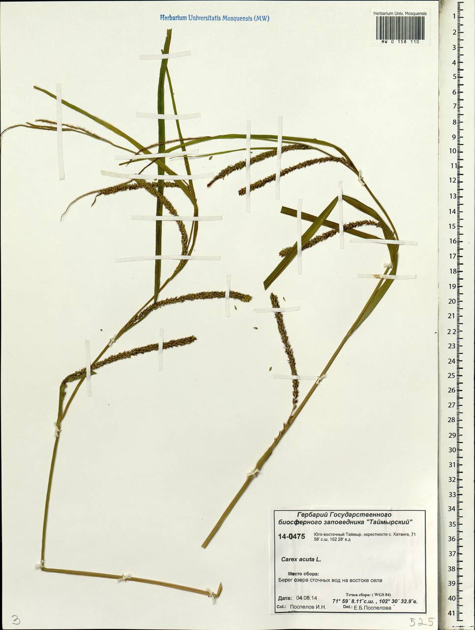 Carex acuta L., Siberia, Central Siberia (S3) (Russia)