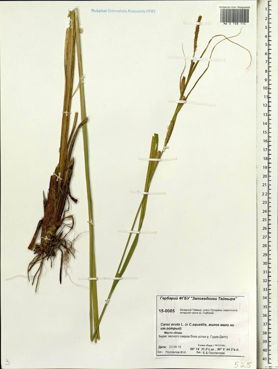 Carex acuta L., Siberia, Central Siberia (S3) (Russia)