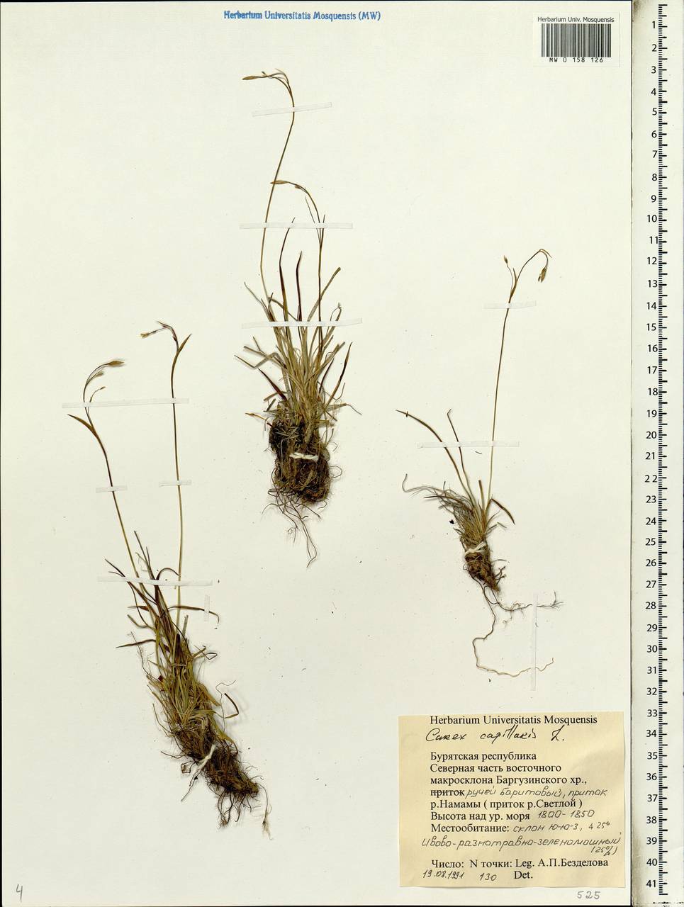 Carex capillaris L., Siberia, Baikal & Transbaikal region (S4) (Russia)