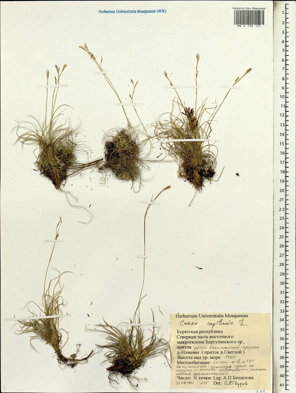 Carex capillaris L., Siberia, Baikal & Transbaikal region (S4) (Russia)