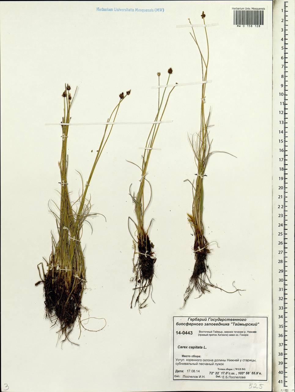 Carex capitata Sol., Siberia, Central Siberia (S3) (Russia)