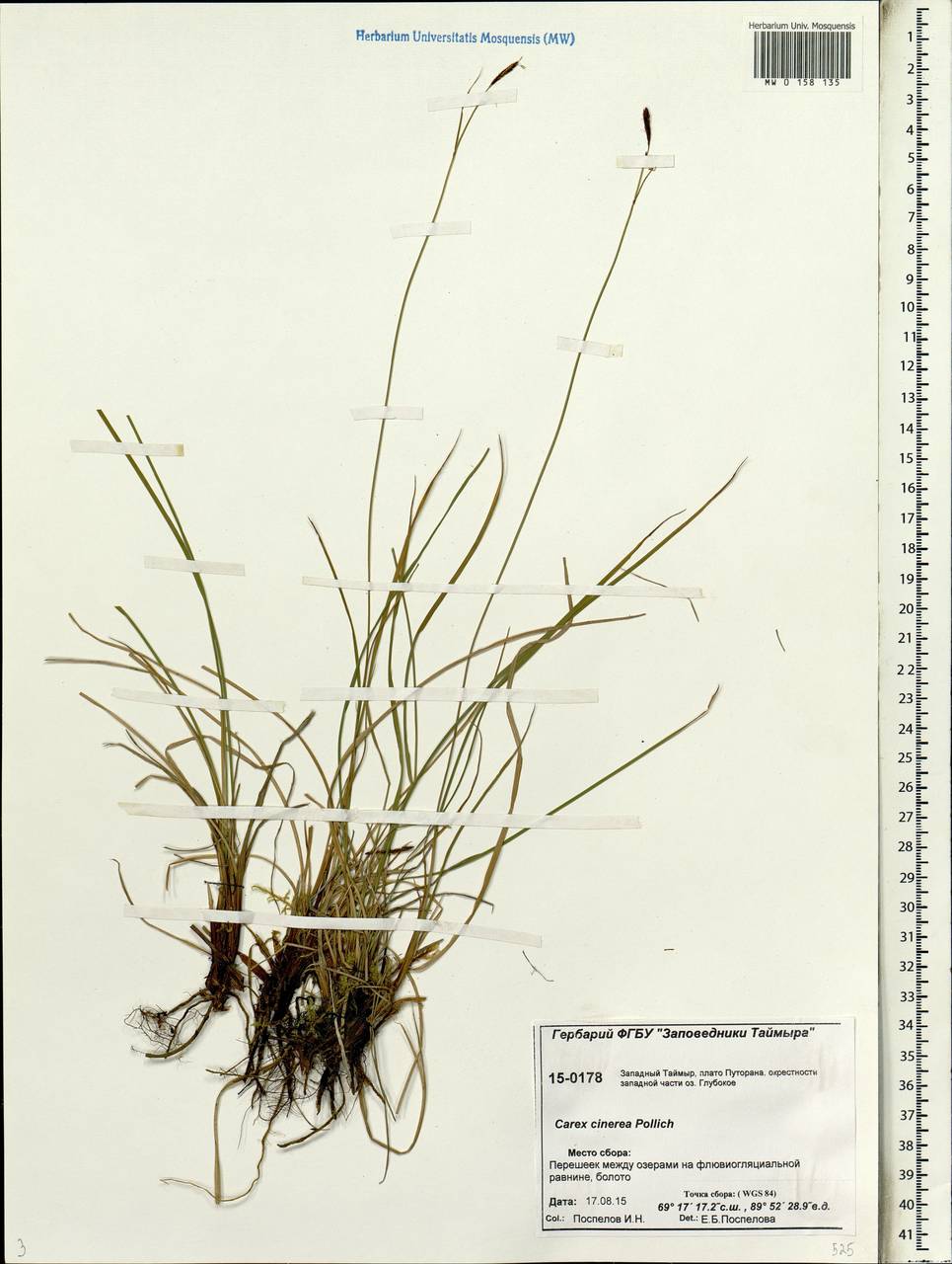 Carex canescens subsp. canescens, Siberia, Central Siberia (S3) (Russia)