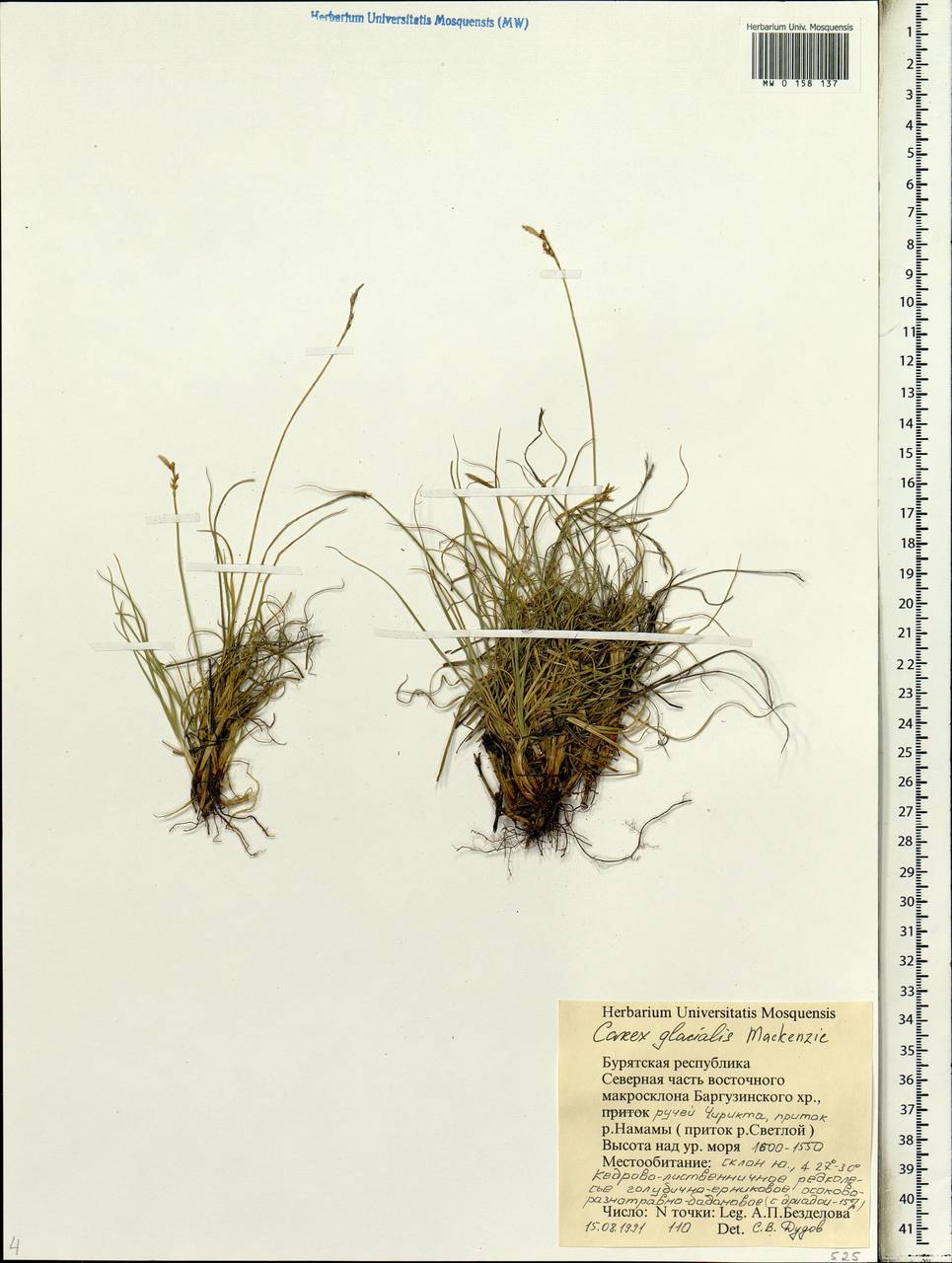 Carex glacialis Mack., Siberia, Baikal & Transbaikal region (S4) (Russia)