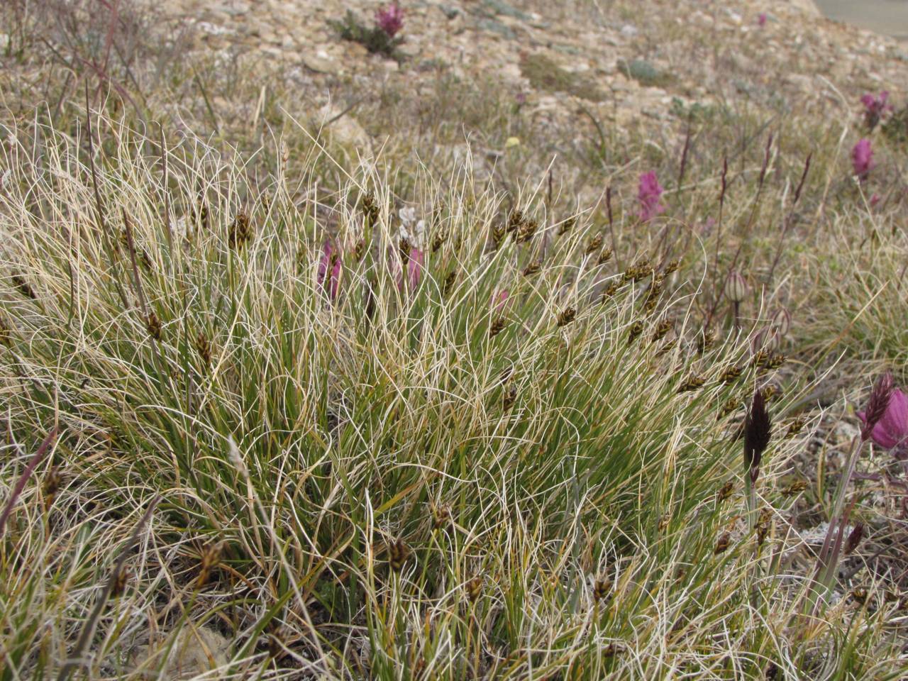 Carex nardina var. hepburnii (Boott) Kük., Siberia, Chukotka & Kamchatka (S7) (Russia)