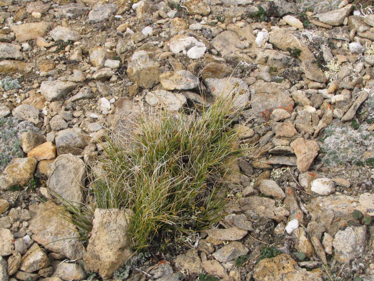 Carex nardina var. hepburnii (Boott) Kük., Siberia, Chukotka & Kamchatka (S7) (Russia)