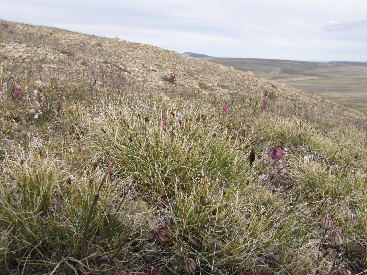 Carex nardina var. hepburnii (Boott) Kük., Siberia, Chukotka & Kamchatka (S7) (Russia)