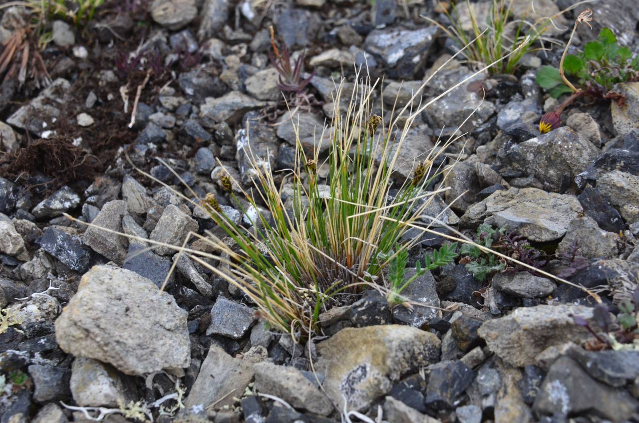 Carex nardina var. hepburnii (Boott) Kük., Siberia, Chukotka & Kamchatka (S7) (Russia)