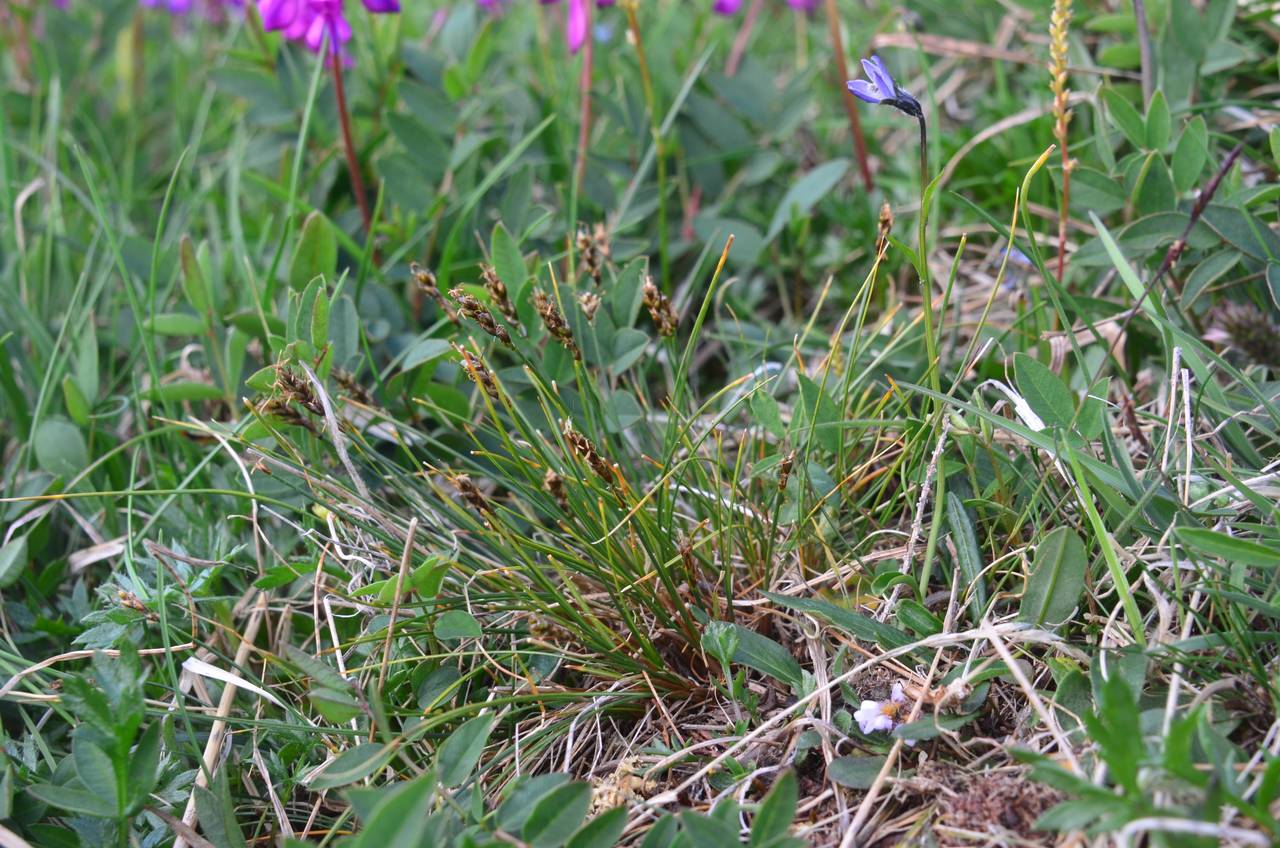 Carex nardina var. hepburnii (Boott) Kük., Siberia, Chukotka & Kamchatka (S7) (Russia)