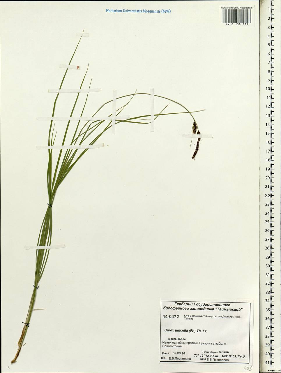 Carex nigra subsp. juncea (Fr.) Soó, Siberia, Central Siberia (S3) (Russia)