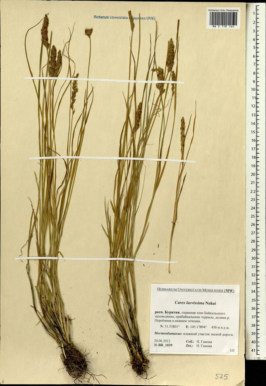 Carex laevissima Nakai, Siberia, Baikal & Transbaikal region (S4) (Russia)