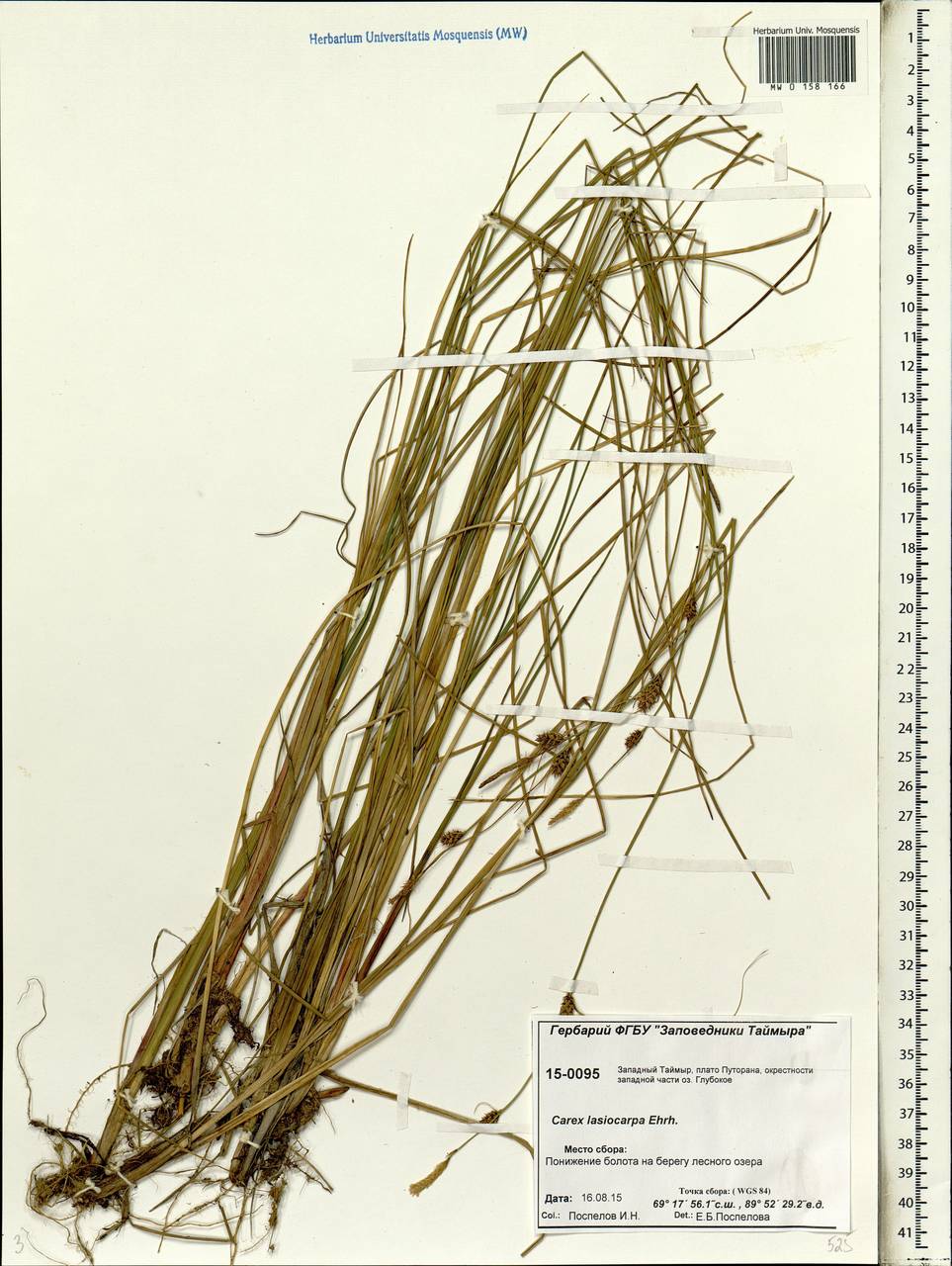 Carex lasiocarpa Ehrh., Siberia, Central Siberia (S3) (Russia)