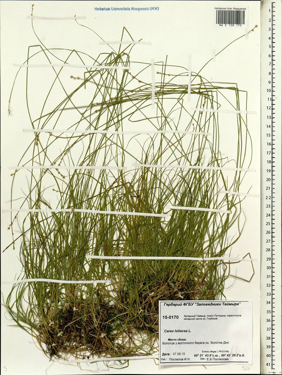 Carex loliacea L., Siberia, Central Siberia (S3) (Russia)