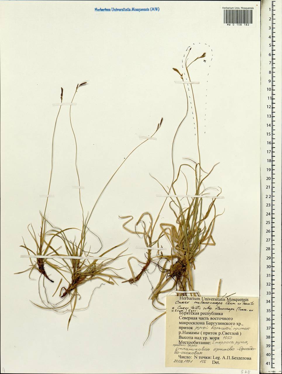 Carex melanocarpa Cham. ex Trautv., Siberia, Baikal & Transbaikal region (S4) (Russia)