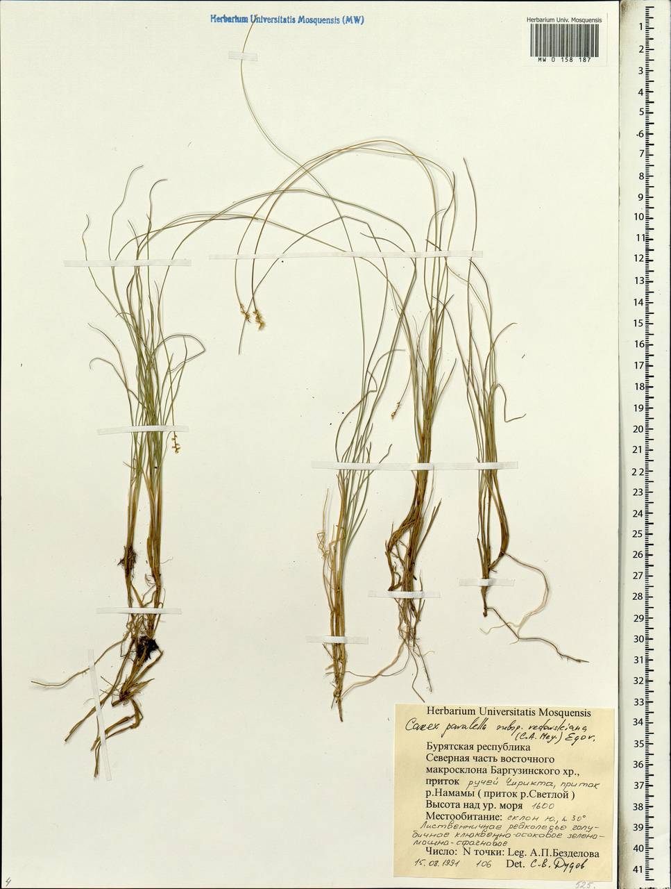 Carex parallela (Laest.) Sommerf., Siberia, Baikal & Transbaikal region (S4) (Russia)