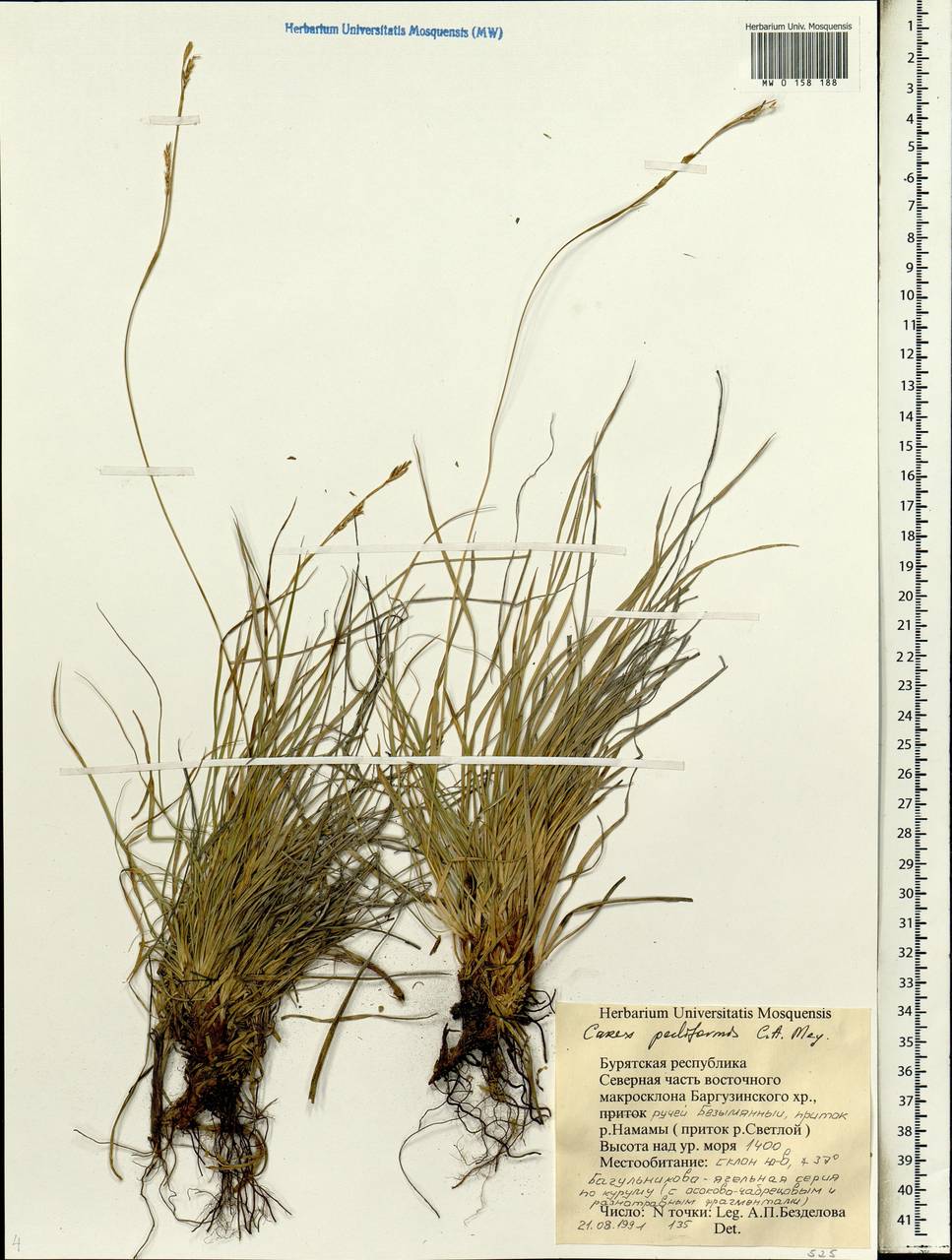 Carex pediformis C.A.Mey., Siberia, Baikal & Transbaikal region (S4) (Russia)