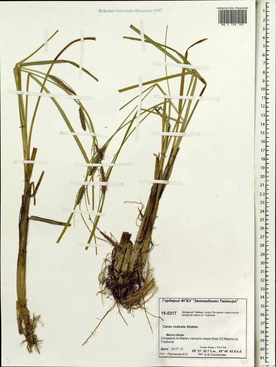 Carex rostrata Stokes , nom. cons., Siberia, Central Siberia (S3) (Russia)