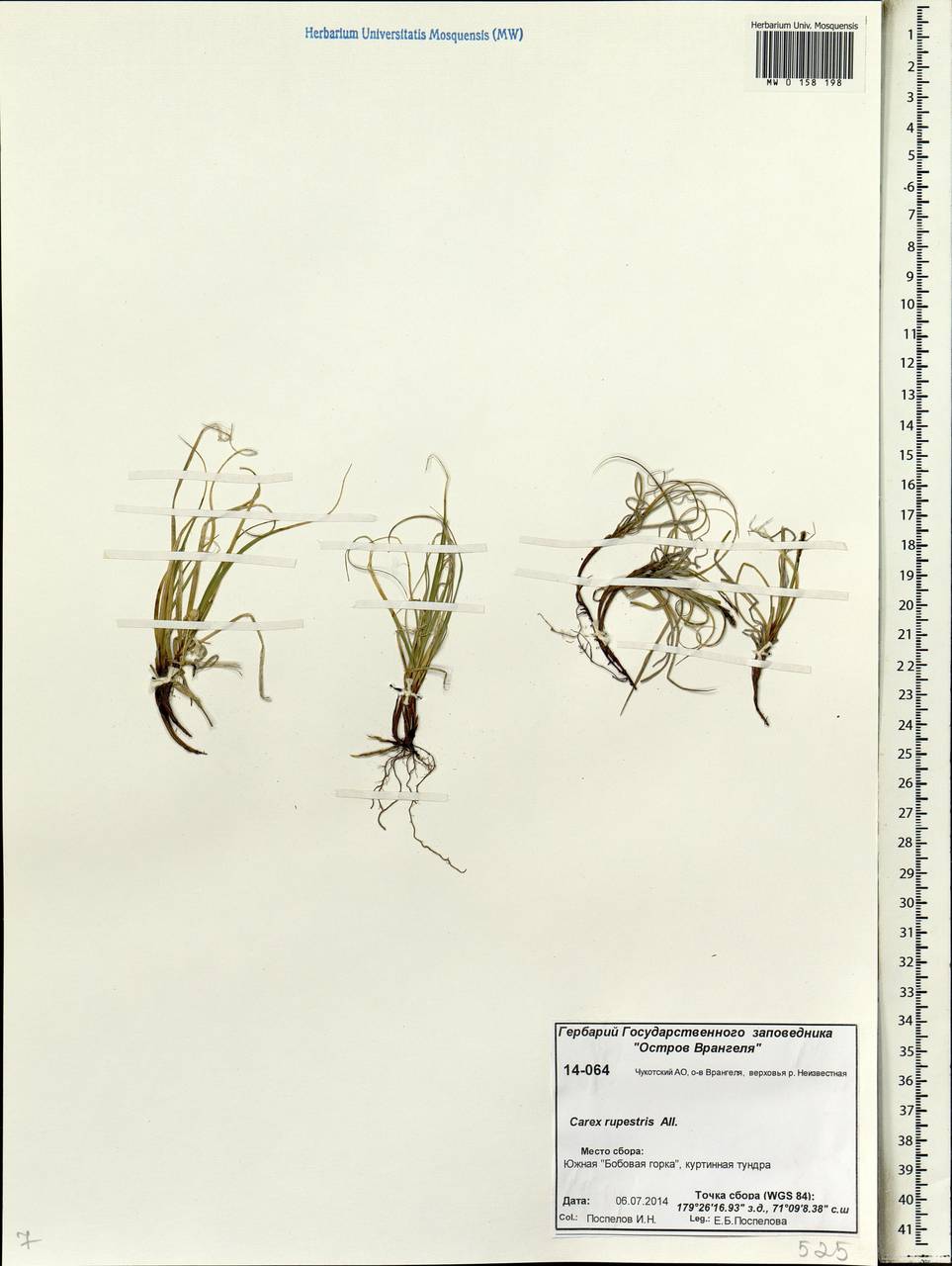 Carex rupestris All., Siberia, Chukotka & Kamchatka (S7) (Russia)