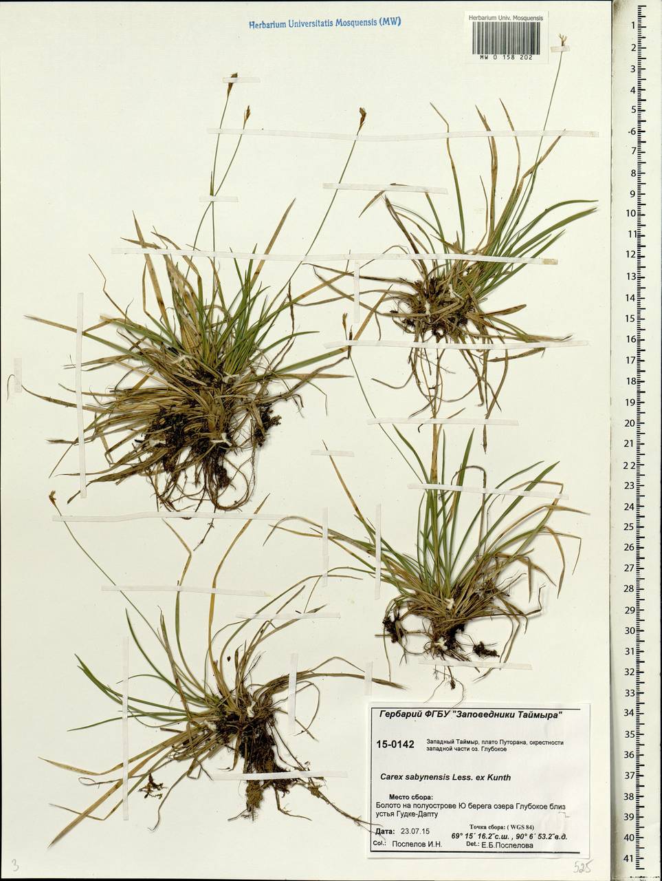 Carex umbrosa subsp. sabynensis (Less. ex Kunth) Kük., Siberia, Central Siberia (S3) (Russia)