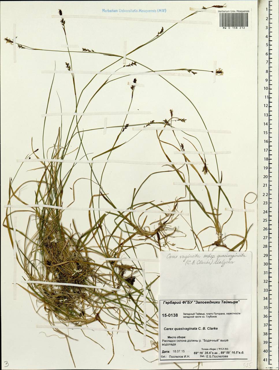 Carex vaginata var. vaginata, Siberia, Central Siberia (S3) (Russia)