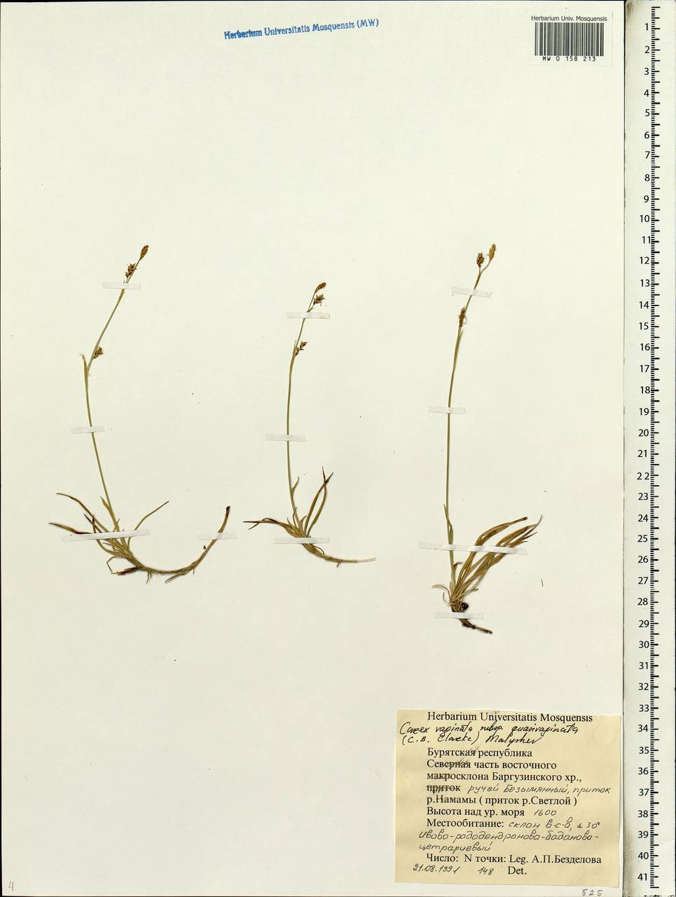 Carex vaginata var. vaginata, Siberia, Baikal & Transbaikal region (S4) (Russia)