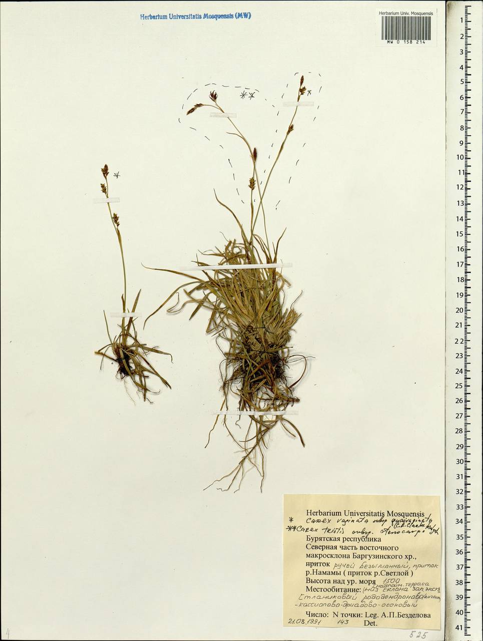 Carex vaginata var. vaginata, Siberia, Baikal & Transbaikal region (S4) (Russia)