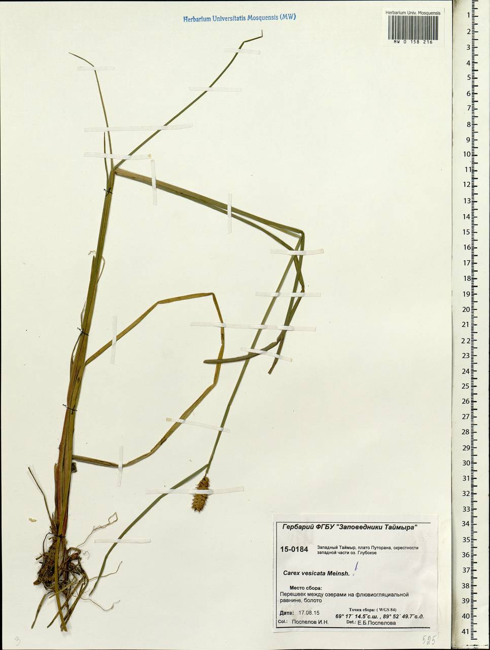 Carex vesicata Meinsh., Siberia, Central Siberia (S3) (Russia)