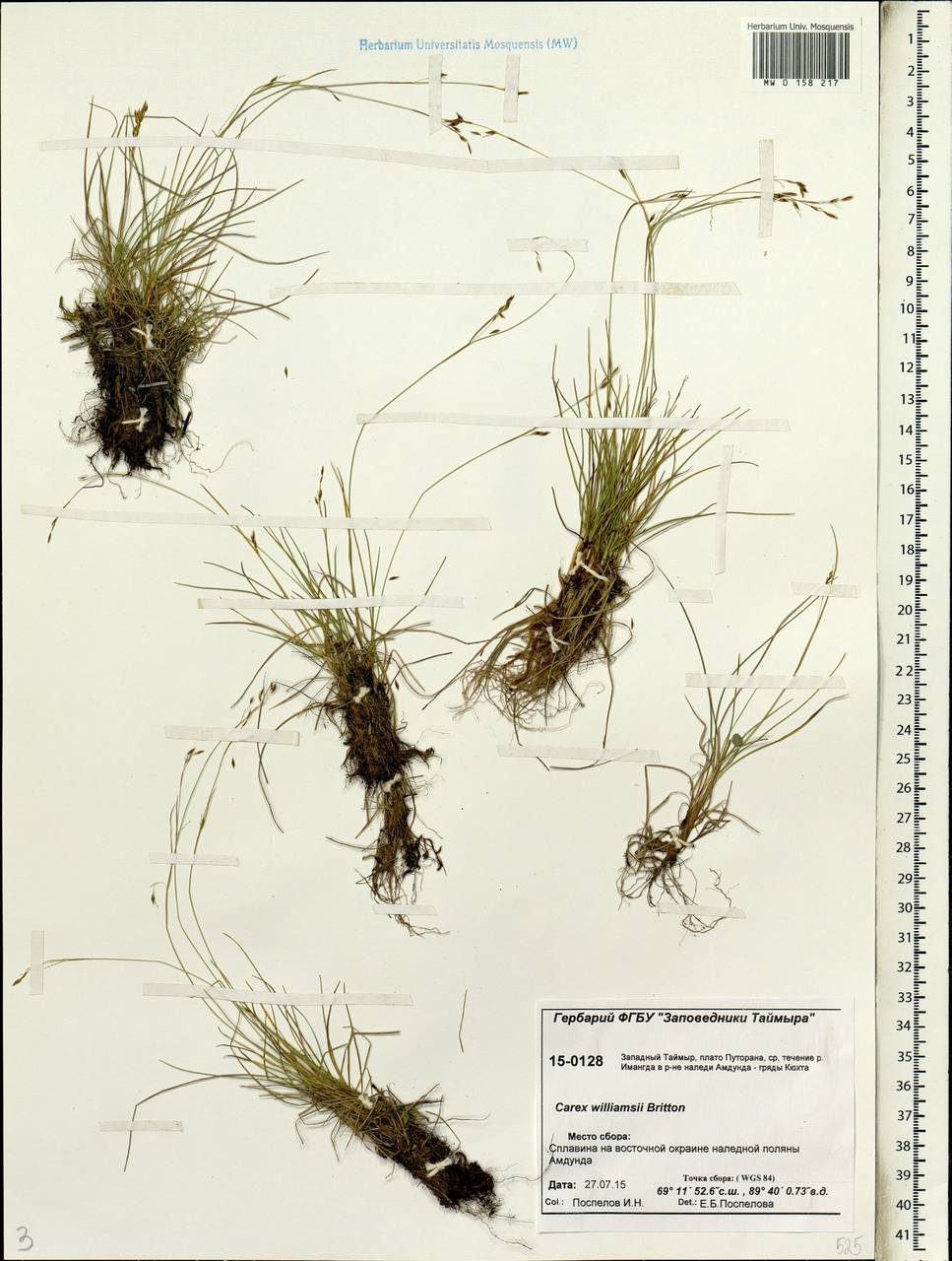Carex williamsii Britton, Siberia, Central Siberia (S3) (Russia)