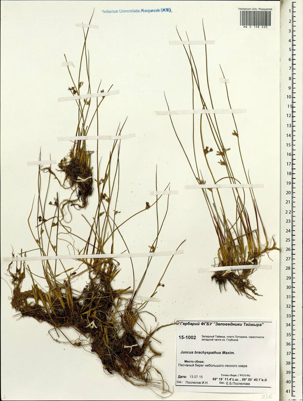 Juncus brachyspathus Maxim., Siberia, Central Siberia (S3) (Russia)