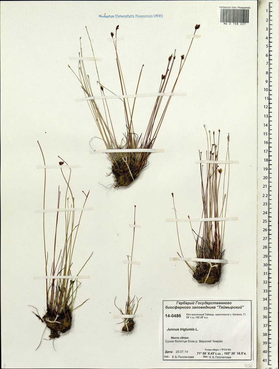 Juncus triglumis L., Siberia, Central Siberia (S3) (Russia)