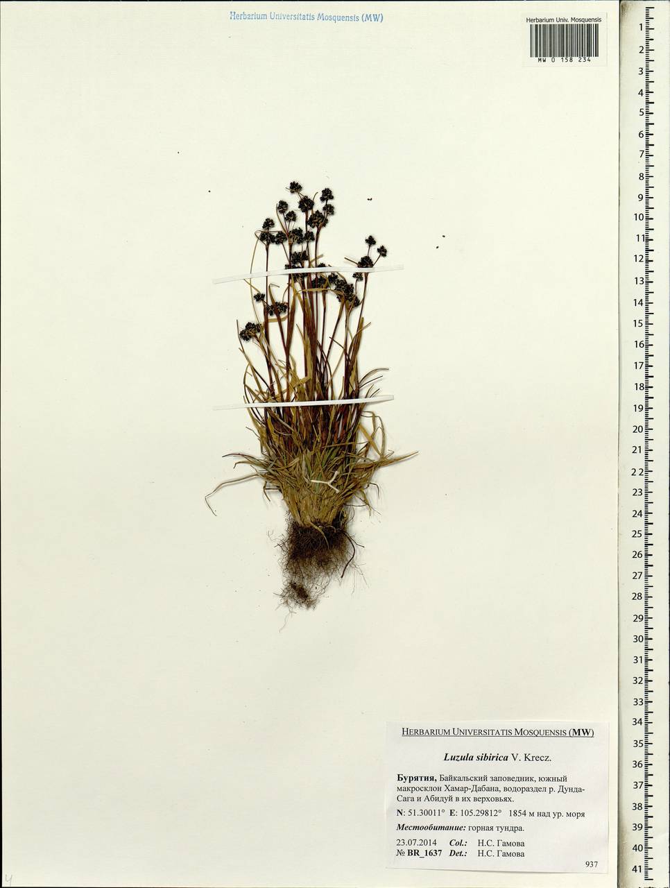 Luzula multiflora subsp. sibirica V.I.Krecz., Siberia, Baikal & Transbaikal region (S4) (Russia)