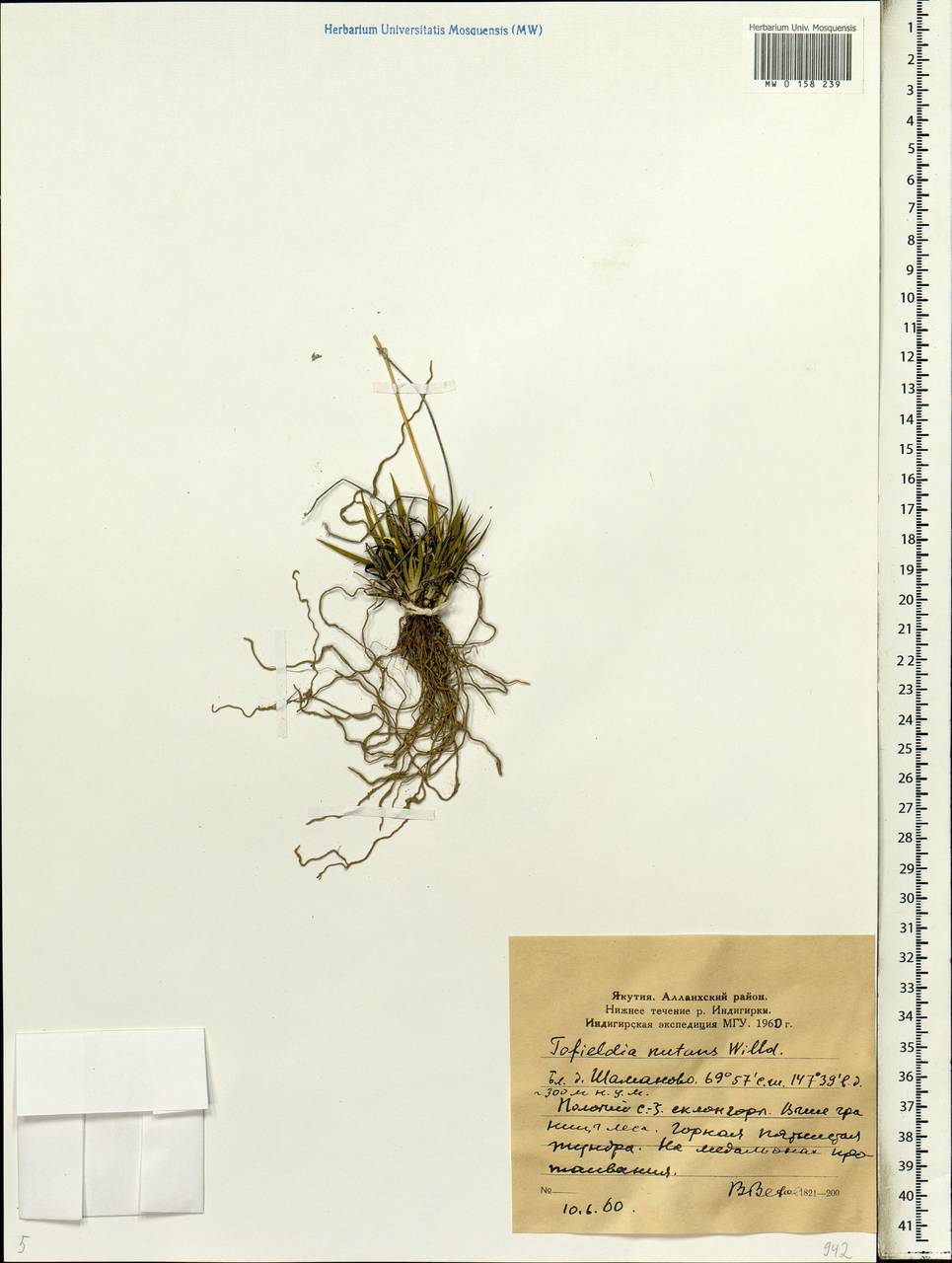 Tofieldia coccinea Richardson, Siberia, Yakutia (S5) (Russia)