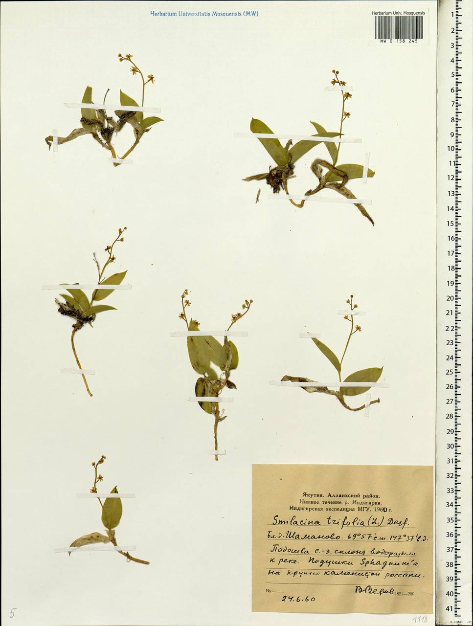 Maianthemum trifolium (L.) Sloboda, Siberia, Yakutia (S5) (Russia)