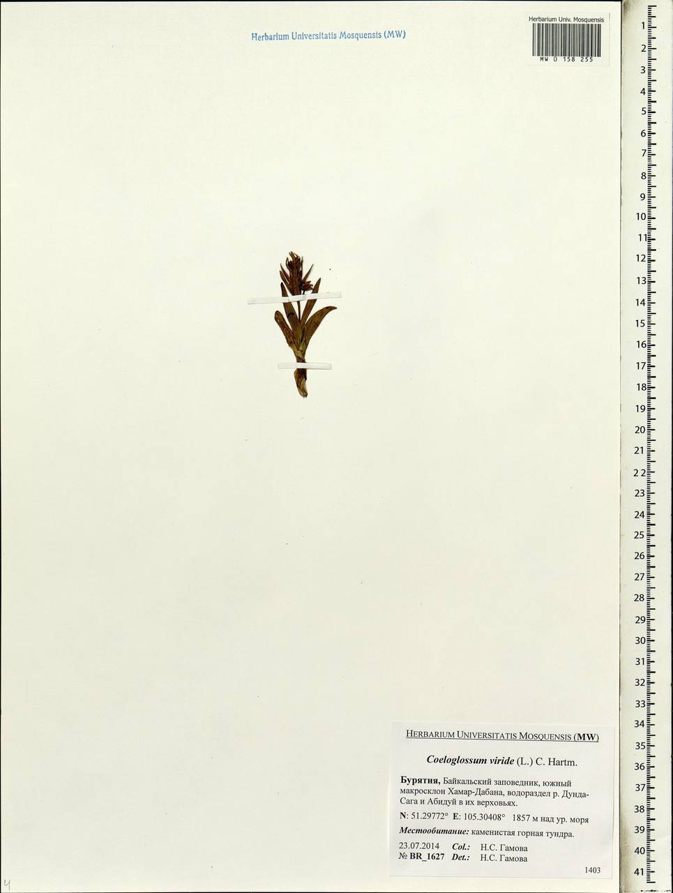 Dactylorhiza viridis (L.) R.M.Bateman, Pridgeon & M.W.Chase, Siberia, Baikal & Transbaikal region (S4) (Russia)