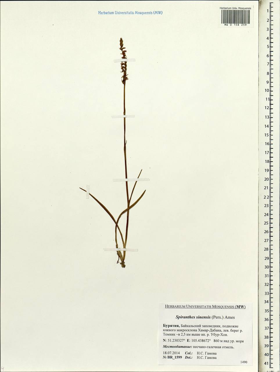 Spiranthes sinensis (Pers.) Ames, Siberia, Baikal & Transbaikal region (S4) (Russia)