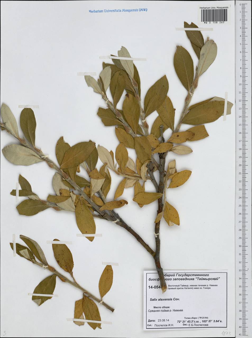 Salix alaxensis (Andersson) Coville, Siberia, Central Siberia (S3) (Russia)