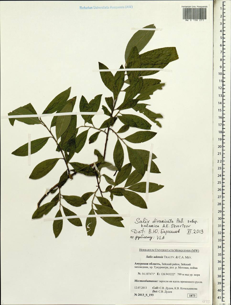 Salix kalarica (A. Skvorts.) Worosch., Siberia, Russian Far East (S6) (Russia)