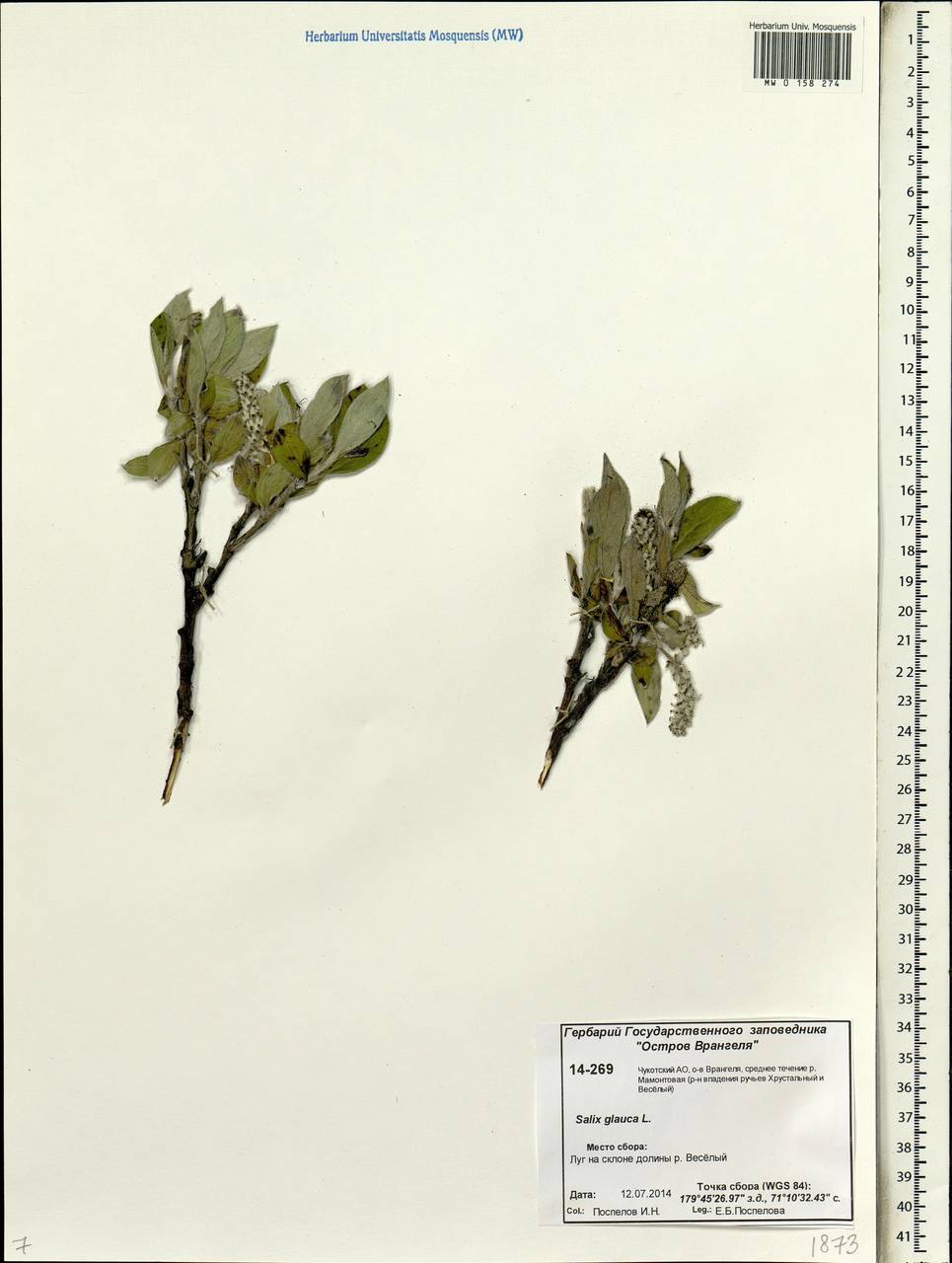 Salix glauca L., Siberia, Chukotka & Kamchatka (S7) (Russia)